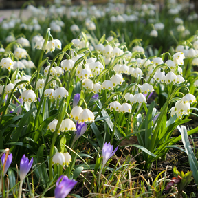 Leucojum Gravetye Giant