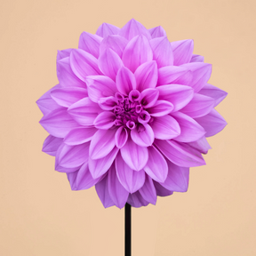 Dahlia Lilac Time- 2 tubers