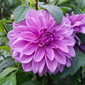 Dahlia Lilac Time- 2 tubers
