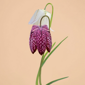 Fritillaria Meleagris Mix
