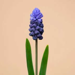 Muscari Latifolium