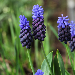 Muscari Latifolium