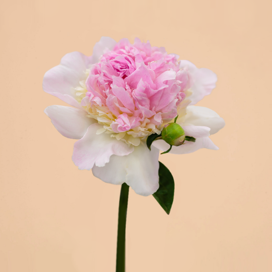 Peony Raspberry Sundae
