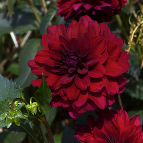 Dahlia Karma Naomi- 2 tubers