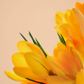 Crocus Golden Yellow