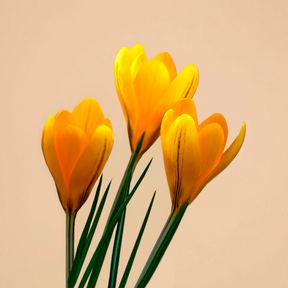 Crocus Golden Yellow