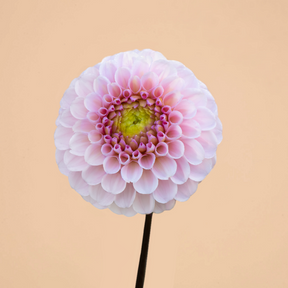Dahlia Wizard of Oz- 2 tubers