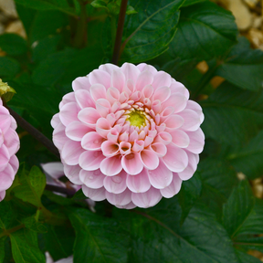 Dahlia Wizard of Oz- 2 tubers