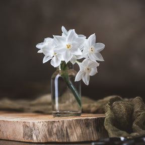Tazetta Ziva Paperwhites