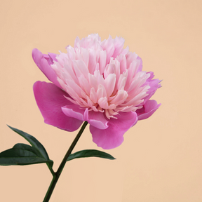 Peony Gay Paree