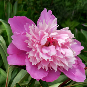 Peony Gay Paree