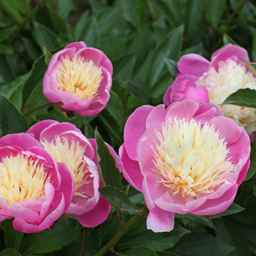 Peony Bowl of Beauty