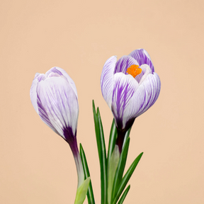 Crocus Pickwick