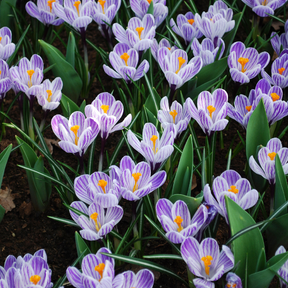 Crocus Pickwick