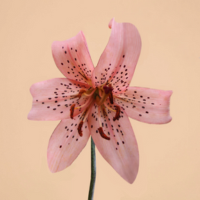 Asiatic Pink Tiger Lily- 3 bulbs