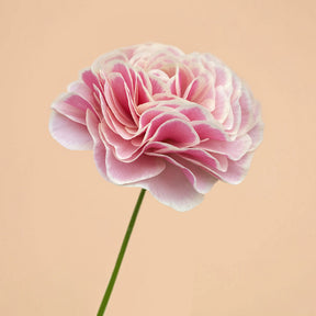 Ranunculus Amandine Porcelaine Corms for Sale