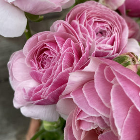 Ranunculus Amandine Porcelaine Corms for Sale