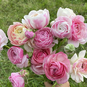 Ranunculus Amandine Porcelaine Corms for Sale