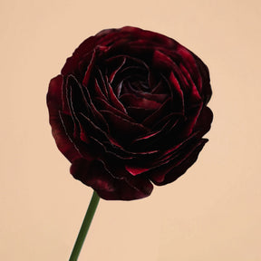 Ranunculus Amandine Black Flower Corms for Sale