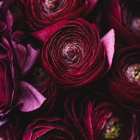 Ranunculus Amandine Black Flower Corms for Sale