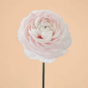 Ranunculus Amandine Chamallow Flower Corms for Sale