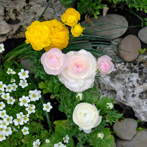 Ranunculus Amandine Chamallow Flower Corms for Sale