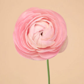Ranunculus Amandine Pastel Pink Corms for Sale