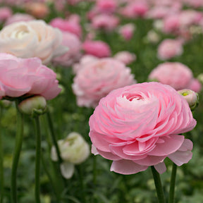 Ranunculus Amandine Pastel Pink Corms for Sale