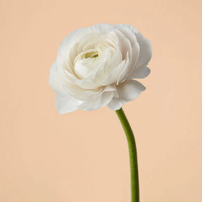 Ranunculus Amandine White Corms for Sale