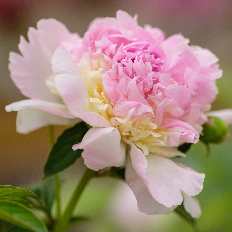 Peony Raspberry Sundae