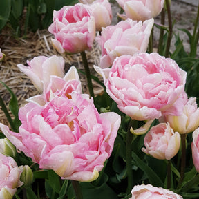 Angelique Reblooming Tulip Bulbs for Sale