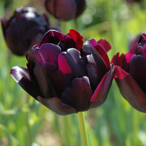 Black Hero Reblooming Tulip Bulbs for Sale