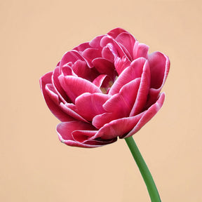 Dream Touch Reblooming Tulip Bulbs for Sale