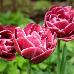 Dream Touch Reblooming Tulip Bulbs for Sale