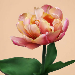 La Belle Epoque Reblooming Tulip Bulbs for Sale