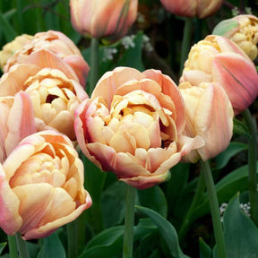 La Belle Epoque Reblooming Tulip Bulbs for Sale