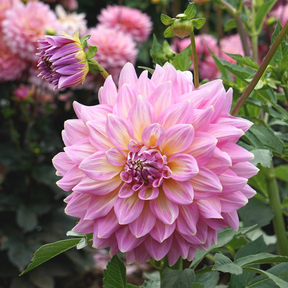 Dahlia Strawberry Ice- 2 tubers
