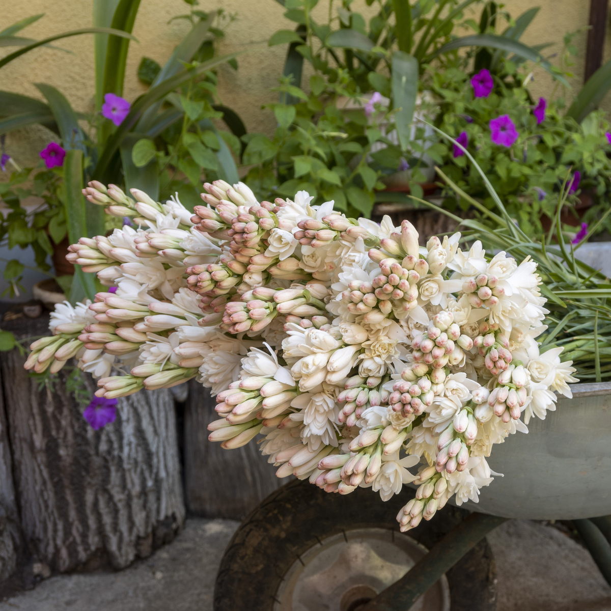 Tuberose The Pearl- 3 Bulbs