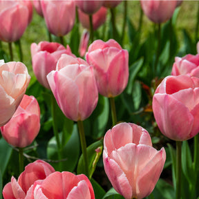 Tulip Apricot Impression Bulbs for Sale
