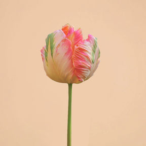 Tulip Apricot Parrot Bulbs for Sale