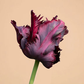 Tulip Black Parrot Bulbs for Sale