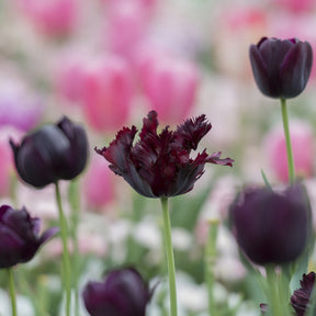 Tulip Black Parrot Bulbs for Sale