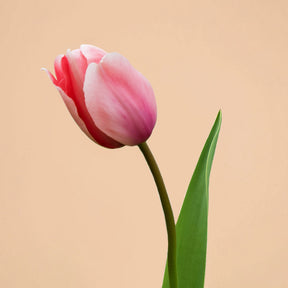 Pink Impression Tulip Bulbs for Sale