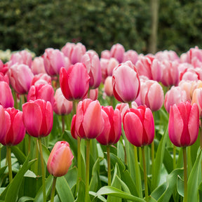 Pink Impression Tulip Bulbs for Sale