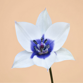Tulip Alba Coerulea Oculata