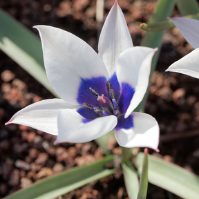 Tulip Alba Coerulea Oculata