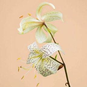 Asiatic White Tiger Lily- 3 bulbs