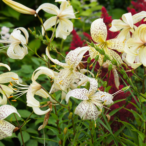Asiatic White Tiger Lily- 3 bulbs