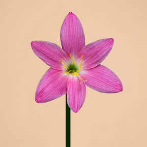 Zephyranthes Robusta- 10 bulbs