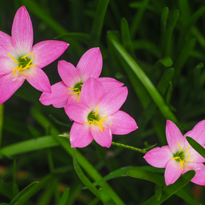 Zephyranthes Robusta- 10 bulbs